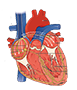 Cardiac Electrophysiology