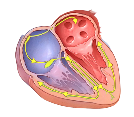 Pacemaker Treatment in Raipur